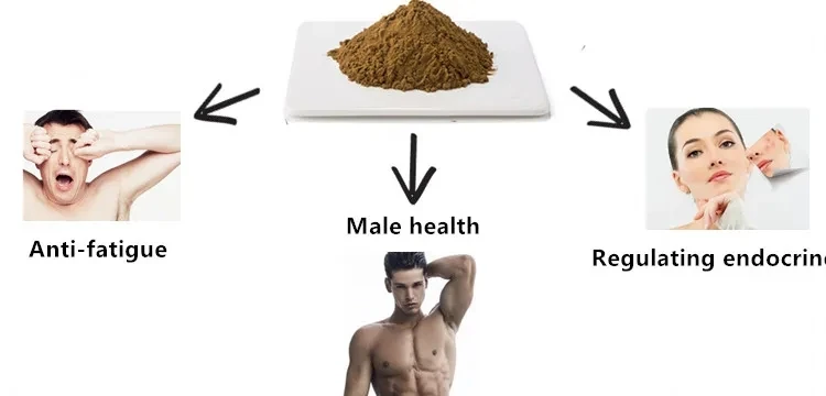 product-750-360 maca application.webp
